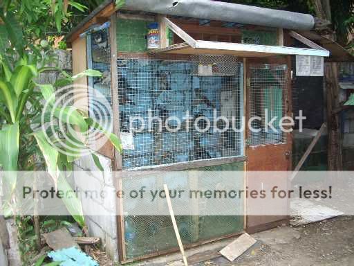 all about pigeons pigeon lovers of cebu page 10 pigeon flyers loft