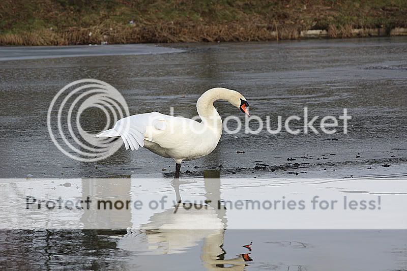 Fotografie