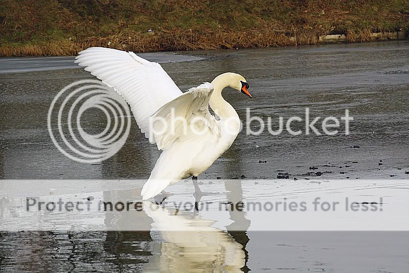 Fotografie