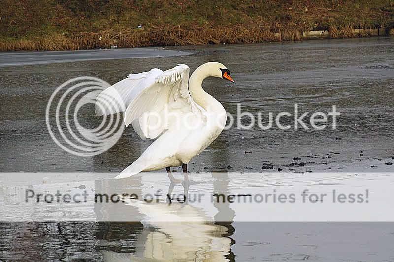 Fotografie