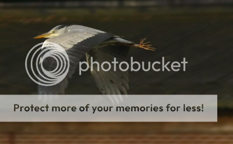 Fotografie