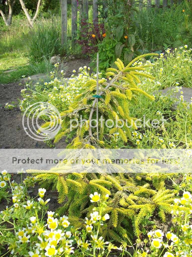 picea orientalis 'Skylands'
