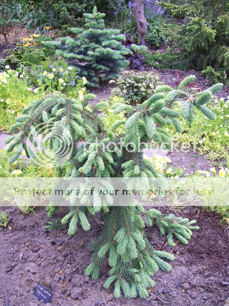 Picea glauca 'Pendula'
