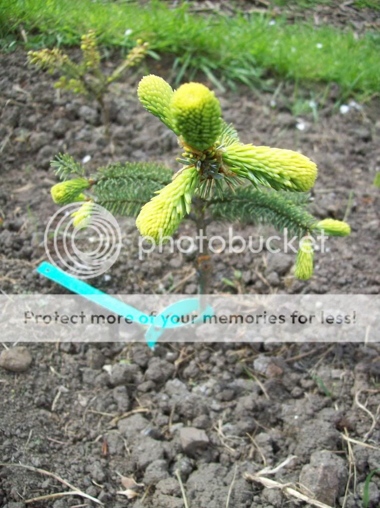 Picea glauca 'Aurea'