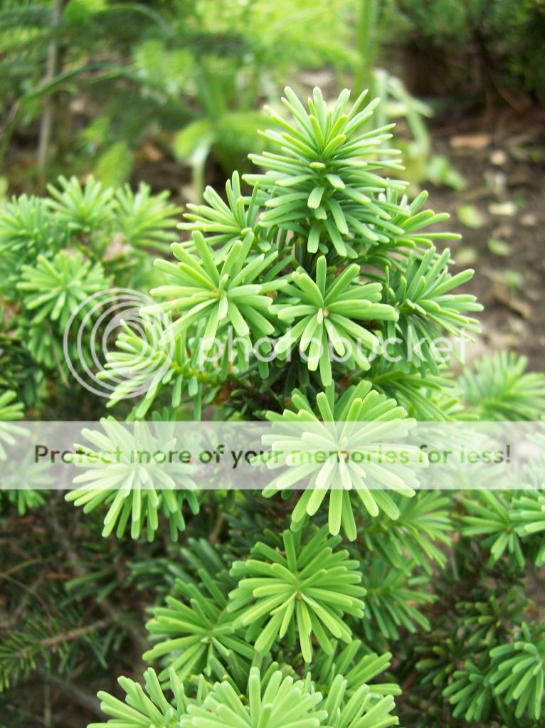 Pseudotsuga menziesii 'Environmentals'